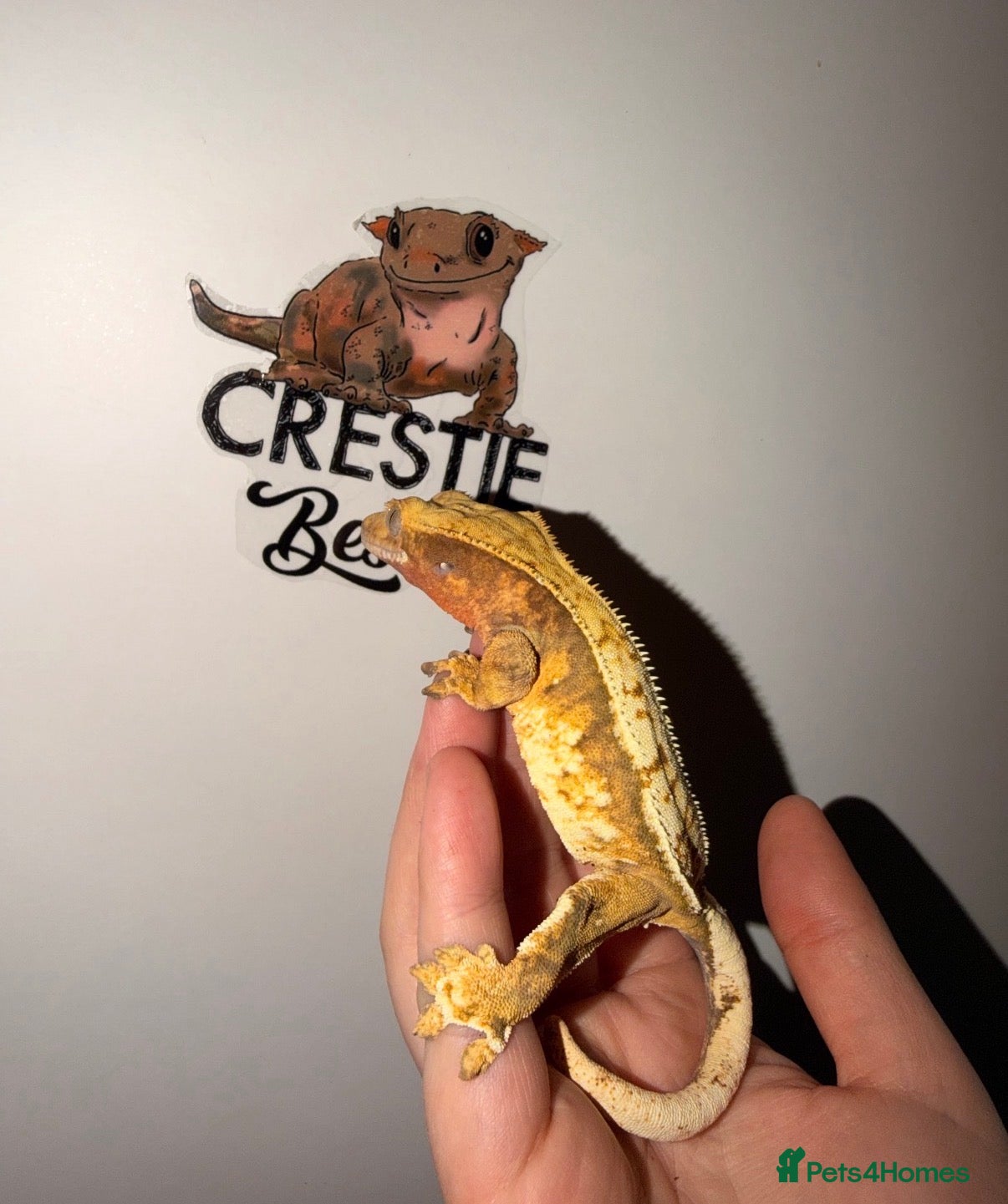 Gecko reptiles Crested Gecko  - Advert 6