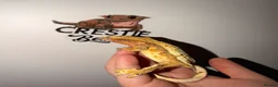 Gecko reptiles for sale: Crested Gecko  - Advert 1