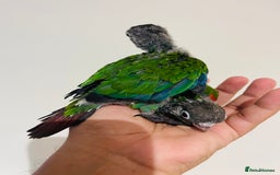 Conures birds for sale: Hand reared Emma’s, roseifrons, pearly conure - Image 16