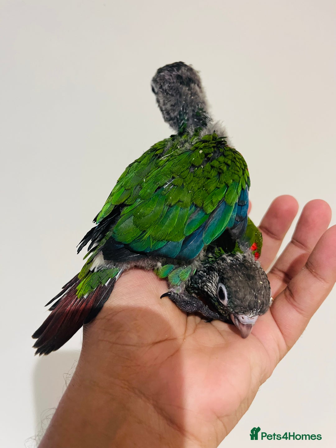 Conures birds for sale: Hand reared Emma’s, roseifrons, pearly conure - Image 16