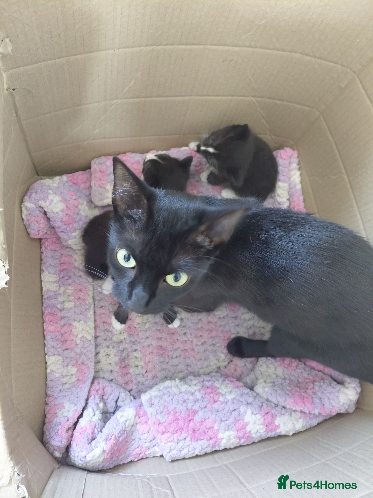 Mixed Breed cats Kittens - Advert 7