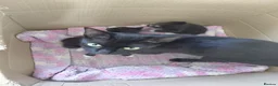 Mixed Breed cats for sale: Kittens - Advert 1