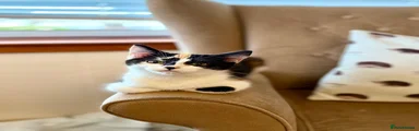 Mixed Breed 1