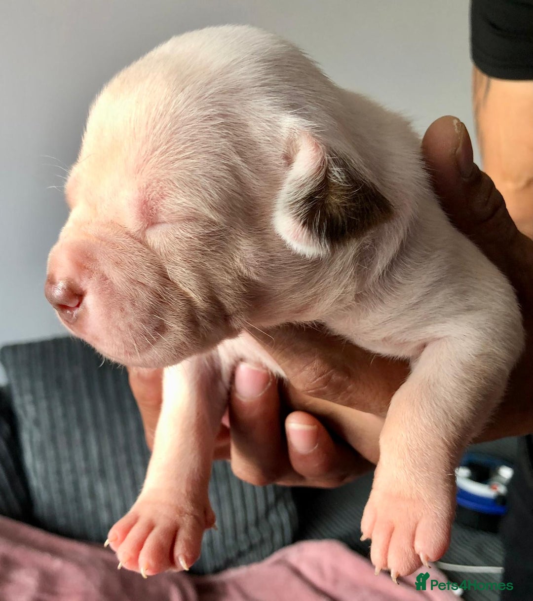 Mixed Breed dogs for sale: American bulldogs  - Image 6