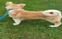 Akita dogs for sale: German Akita very chunky and active  - Image 4