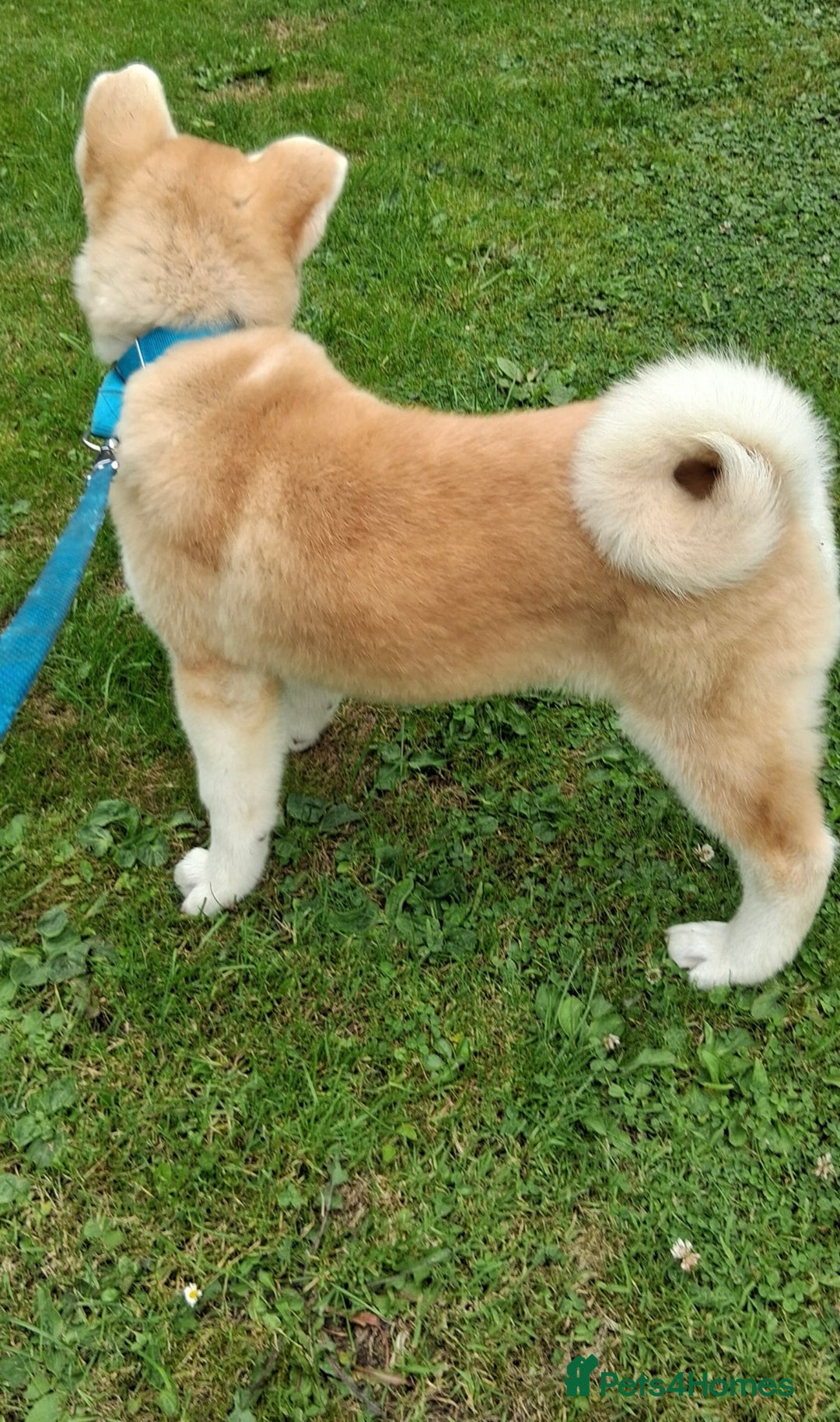 Akita dogs for sale: German Akita very chunky and active  - Image 4