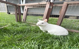 Netherland Dwarf rabbits for sale: •AVAILABLE• Pedigree Netherland Dwarf Bunny in Rushden - Image 16