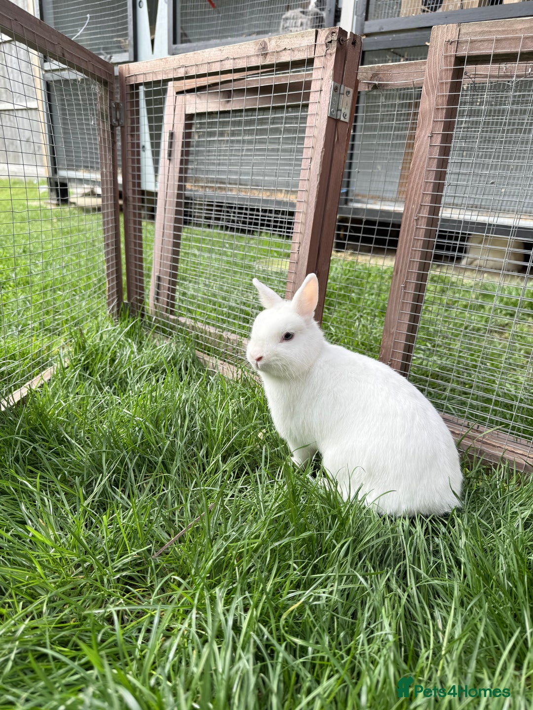 Netherland Dwarf rabbits for sale: •AVAILABLE• Pedigree Netherland Dwarf Bunny in Rushden - Image 16