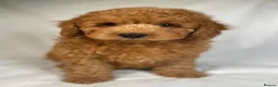 Cavapoo dogs for sale: F1B Cavapoo exquisite heath test boutique breeder  - Advert 18