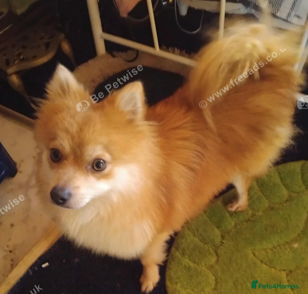 Pomeranian dogs for sale: Pomeranian puppy  in Barnsley - Advert 2