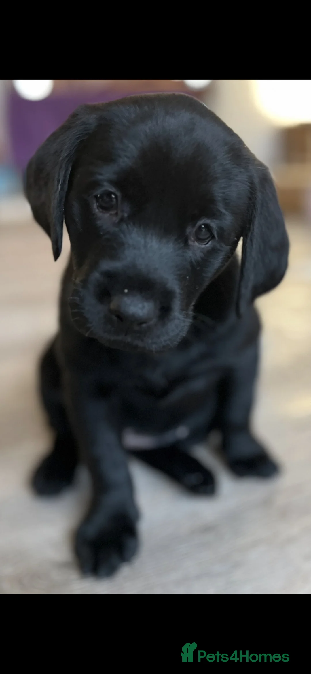 Labrador Retriever dogs for sale: Labrador puppies - Advert 9