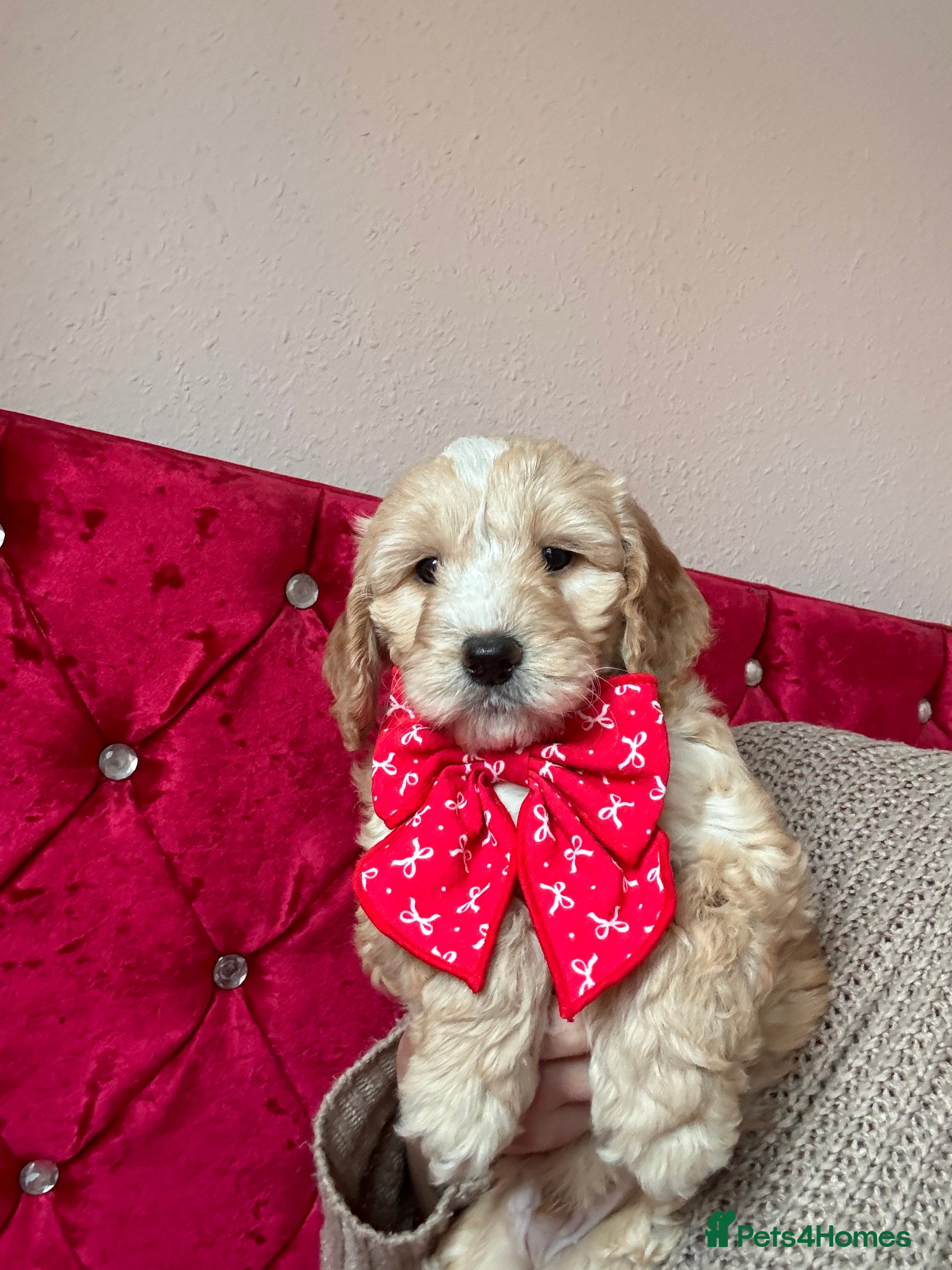 Cockapoo dogs (1 Left) Stunning Cockapoo Puppies Health Tested  - Advert 1