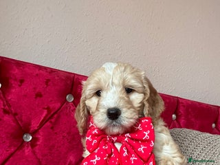 Cockapoo dogs (1 Left) Stunning Cockapoo Puppies Health Tested - Advert 1