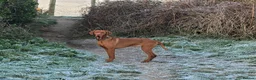 Hungarian Vizsla dogs for stud: Proven Hungarian championship blood line in Llantwit Major - Advert 11