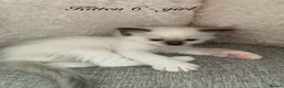 Ragdoll cats for sale: 🐾 Six Adorable Purebred Ragdoll Kittens 🐾 - Advert 38