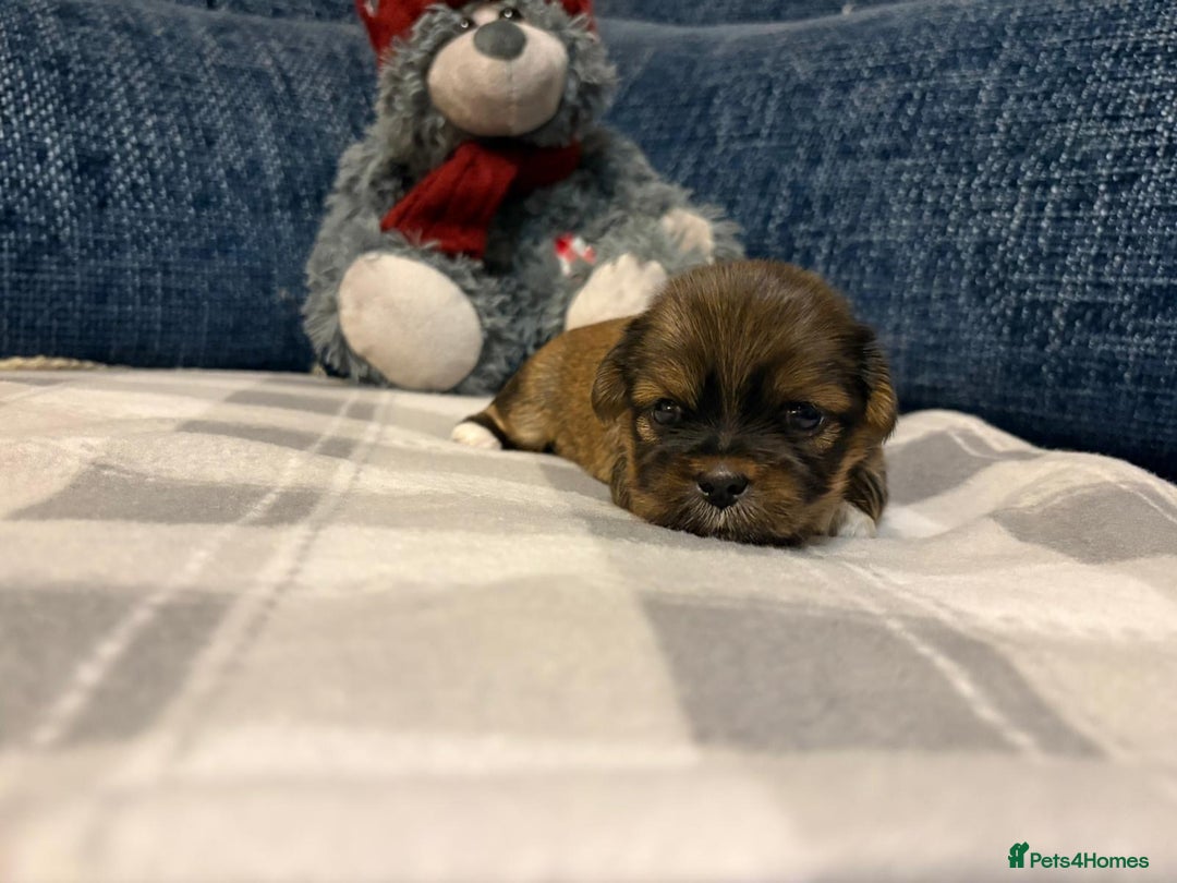 Lhasa Apso dogs for sale: Lhasa Apso Male Puppies for Sale  - Advert 8