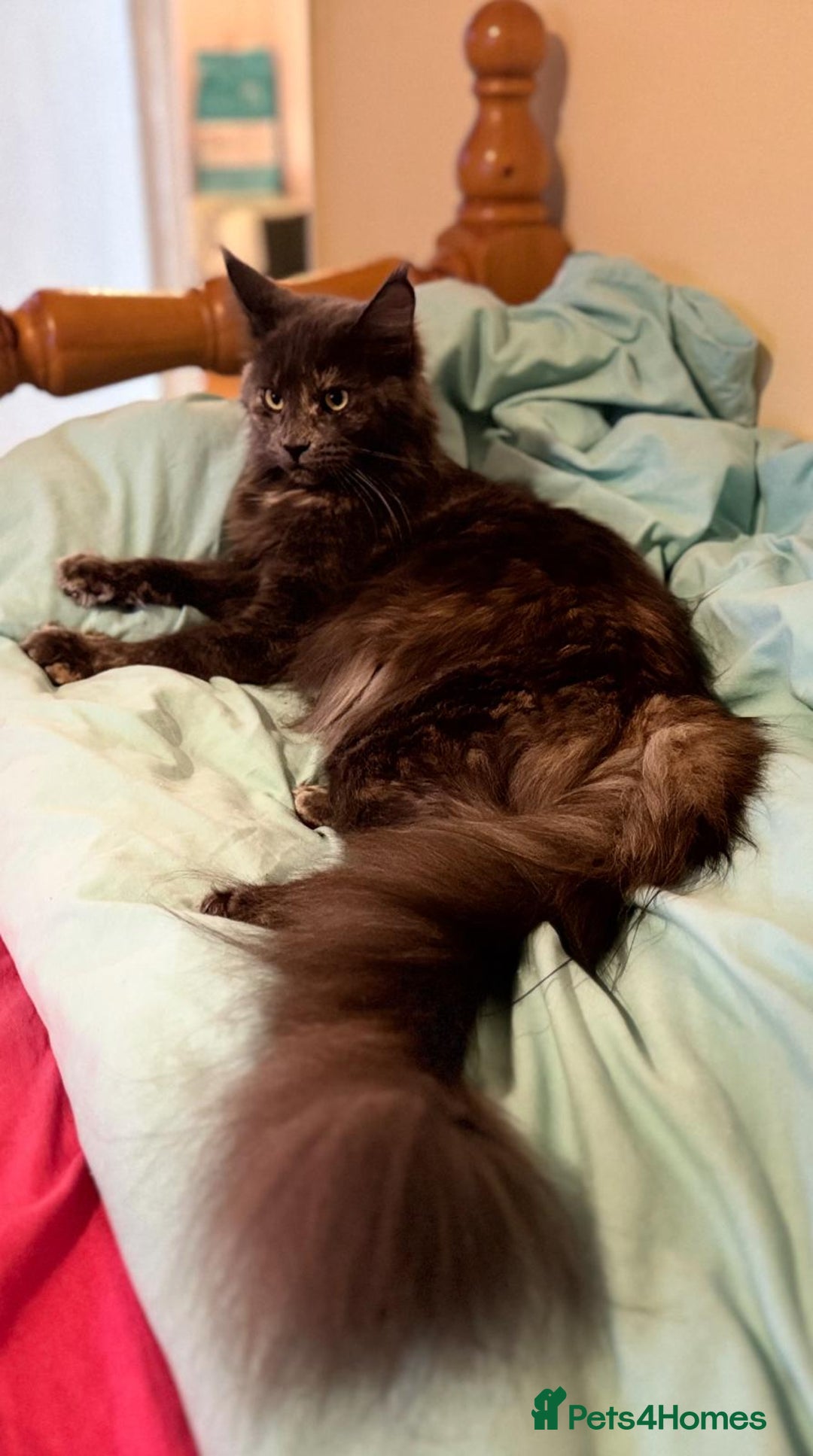 Maine Coon cats for sale: ✨Stunning Maine Coon Kittens✨ - Image 7