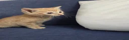 Domestic Shorthair cats for sale: Only one kittens  - Advert 4