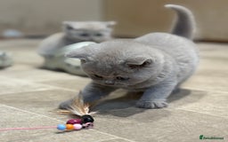 British Shorthair cats for sale: British Shorthair Kittens - Image 8