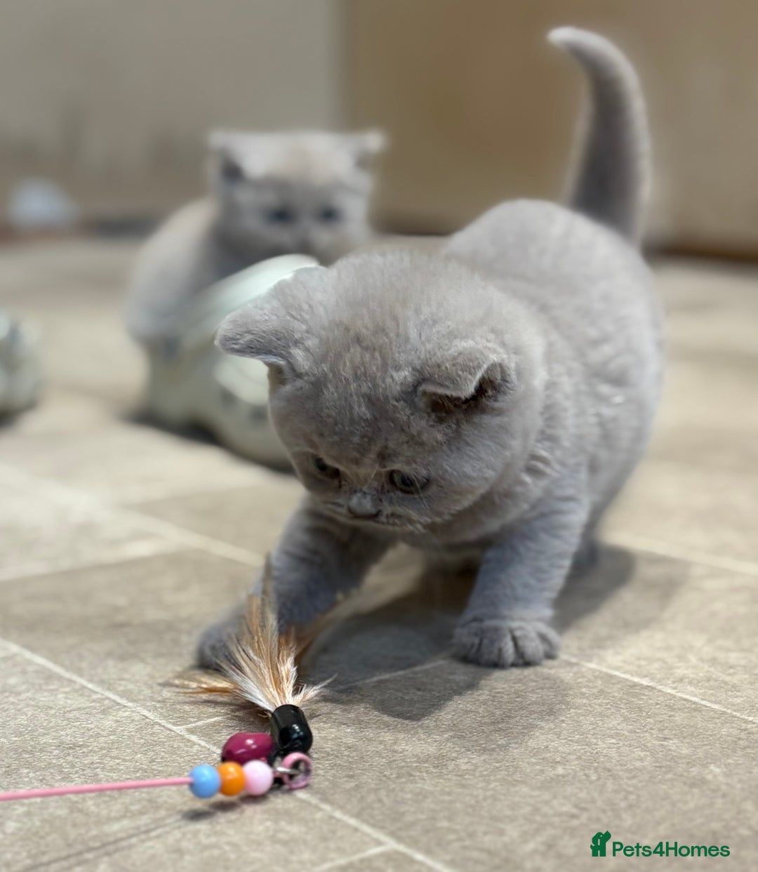 British Shorthair cats for sale: British Shorthair Kittens - Image 8