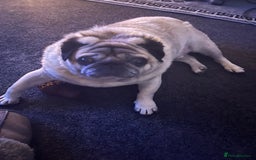 Pug dogs for sale: Male pug  - Image 1