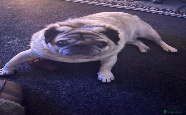 Pug dogs - Advert 11