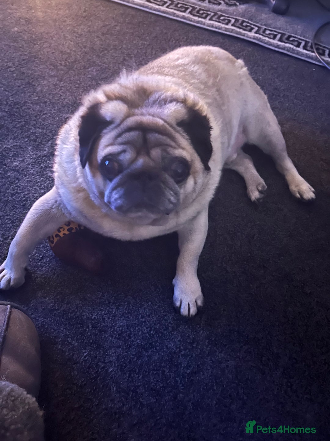 Pug dogs for sale: Male pug  - Image 1