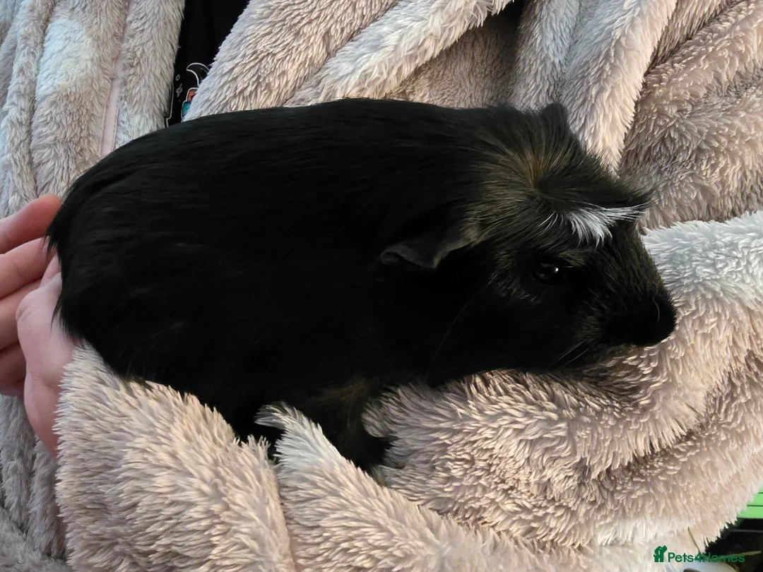 Guinea Pig rodents for sale: guinea pigs in Sale - Advert 3