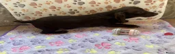 Dachshund dogs for sale: Dachshund puppies  - Advert 9