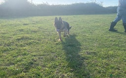 German Shepherd dogs for sale: 25 years experience breeding German Shepherds  - Image 20