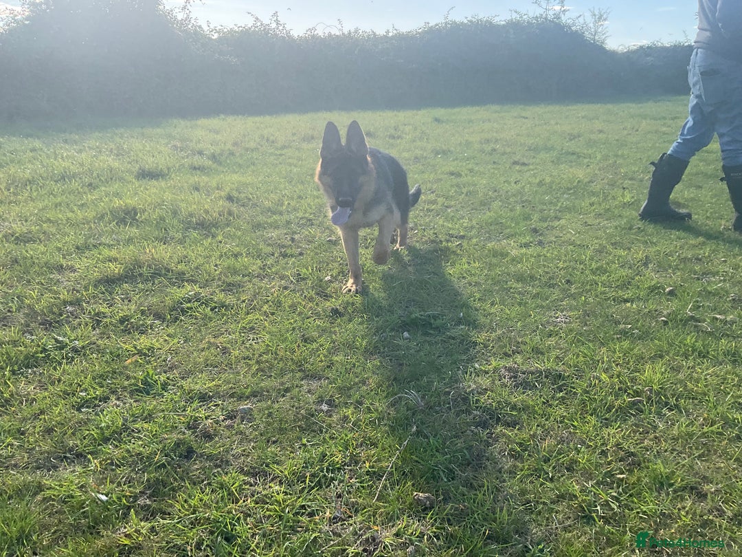 German Shepherd dogs for sale: 25 years experience breeding German Shepherds  - Image 20