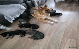 German Shepherd dogs for sale: German shepard puppies  - Image 11