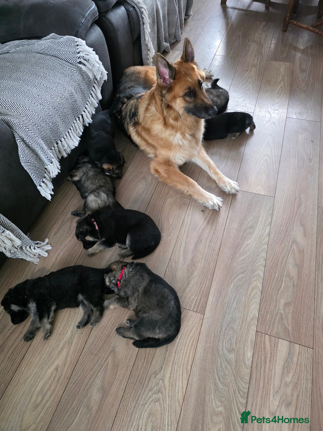 German Shepherd dogs for sale: German shepard puppies  - Image 11