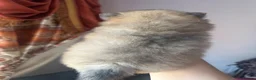 Pomeranian dogs for sale: Small pedigree puppies - Advert 14