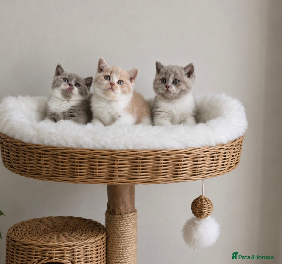 British Shorthair cats Exceptional Champion🏆 British Shorthair kitten - Advert 2