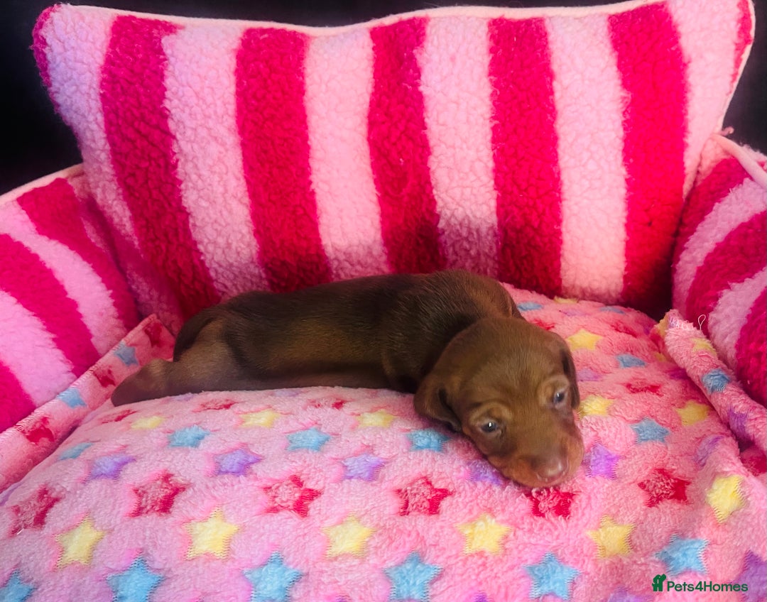 Miniature Dachshund dogs for sale: Stunning minature dachshund puppies - Image 8