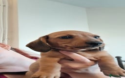 Dachshund dogs for sale: Mini dachshund  - Image 2
