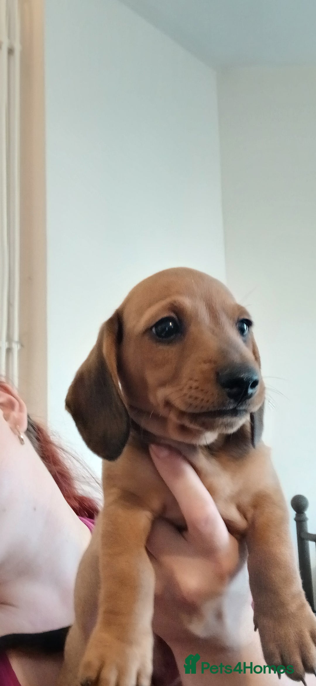 Dachshund dogs for sale: Mini dachshund  - Image 2