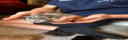 Mixed Breed cats for sale: Affectionate Kittens  - Advert 6