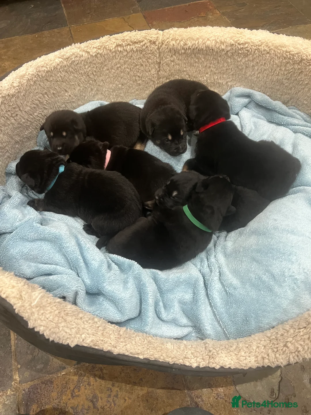 Mixed Breed dogs for sale: Alaskan Shepherd Puppies  - Advert 1