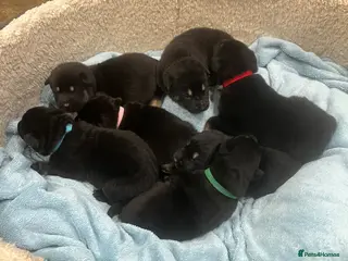 Mixed Breed dogs Alaskan Shepherd Puppies - Advert 8