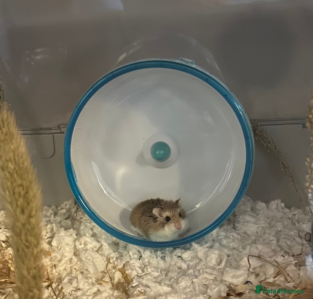 Hamster rodents for sale: Adopt Nacho 🐹  - Advert 1