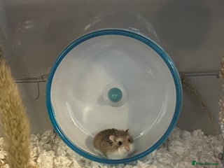 Hamster rodents Adopt Nacho 🐹 - Advert 7
