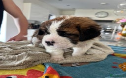 Saint Bernard dogs for sale: KC Registered St. Bernards For Sale! - Image 17