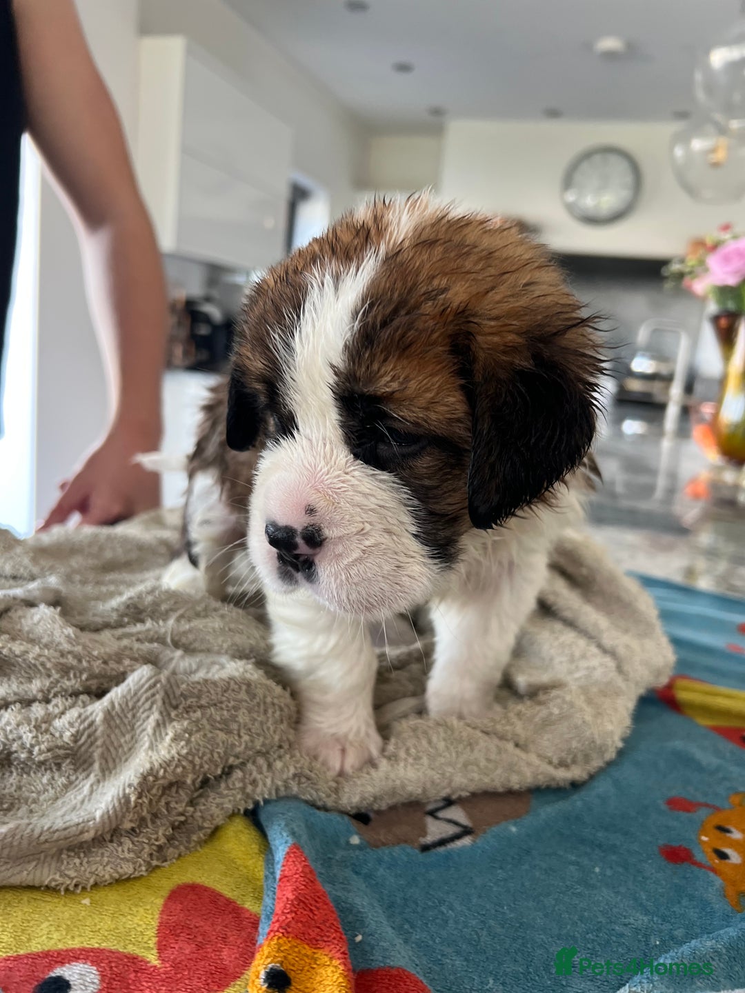 Saint Bernard dogs for sale: KC Registered St. Bernards For Sale! - Image 17