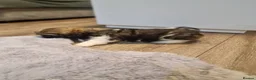 Shih Tzu dogs for sale: Shih tzu puppys  - Advert 11