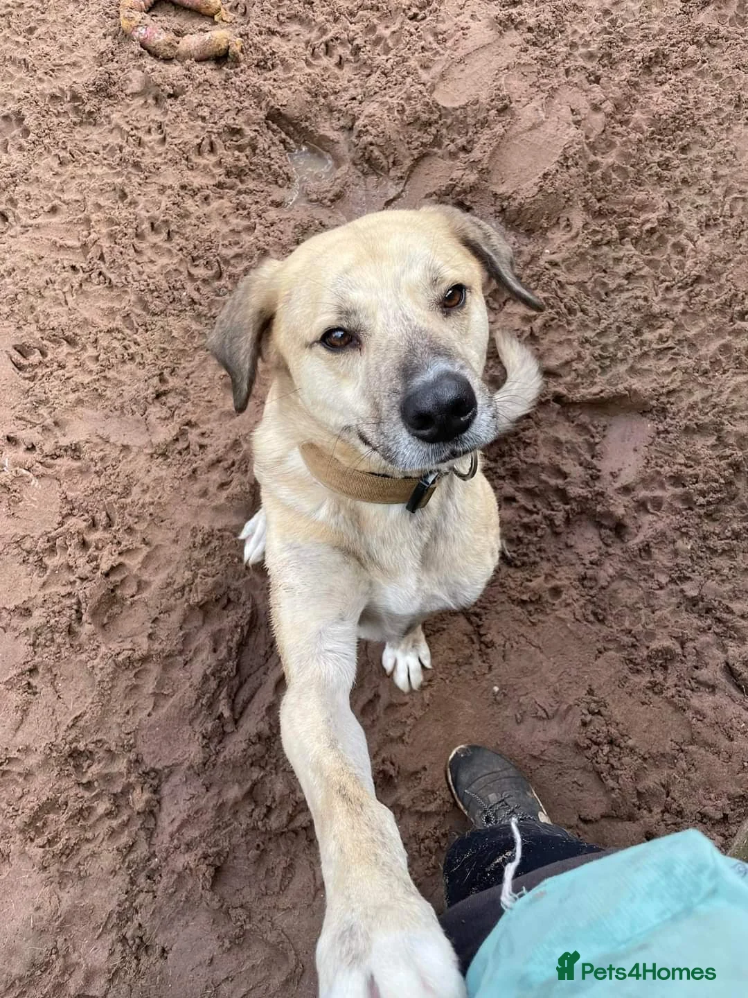 Mixed Breed dogs for adoption: Meet Ziggy, currently residing in Cheshire  in Nantwich - Advert 11