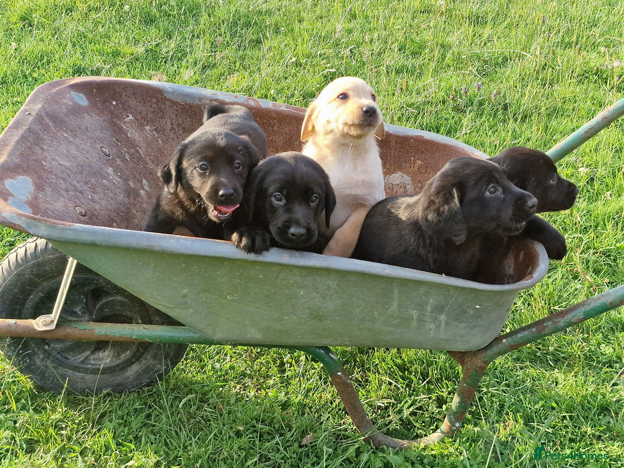 Labrador Retriever dogs 5 beautiful labrador pups looking forever homes  - Advert 1