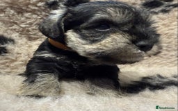 Miniature Schnauzer dogs for sale: Beautiful miniature schnauzers pups - Image 15