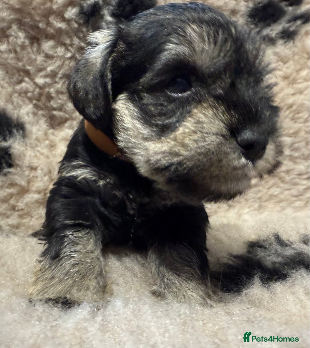 Miniature Schnauzer dogs for sale: Beautiful miniature schnauzers pups - Image 15